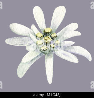 Edelweiss flower. Handmade watercolor painting illustration on white background. Stock Photo