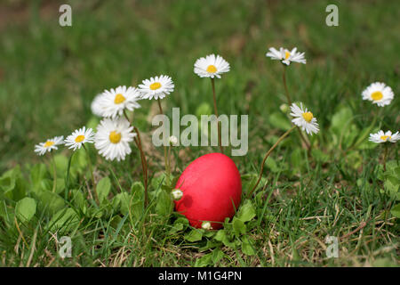 One red easter egg amoung dayzies Stock Photo