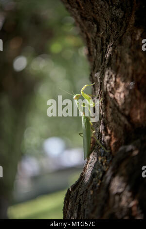 Big praying mantis on a tree in summer Stock Photo