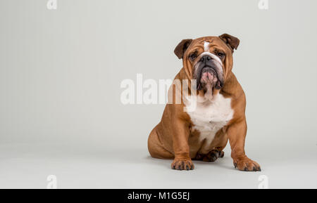 A bulldog on clear off-white background Stock Photo