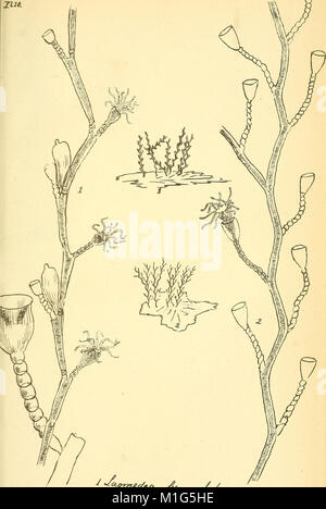 'A Cornish Fauna' (1838) is a comprehensive guide to the natural ...
