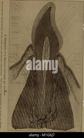 A text-book of dental histology and embryology, including laboratory directions (1912) (14781274674) Stock Photo