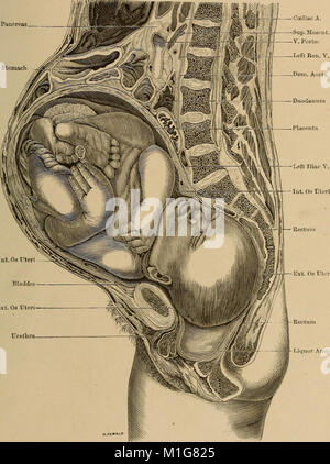 A treatise on the science and practice of midwifery (1885) (14782472865) Stock Photo