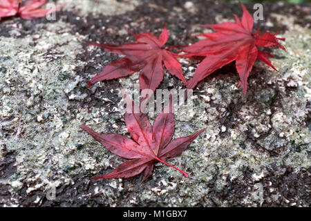 Red fallen leaves of Japanese maple lying on rock in autumn. Selective focus. Stock Photo
