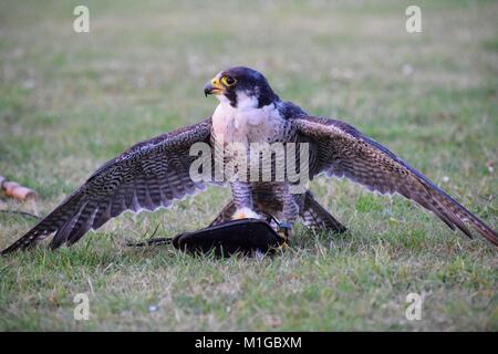 peregrine falcon speed 247 lure