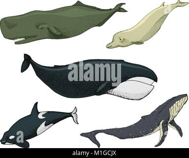 Blue Whales. Marine creatures. Finback and Humpback, Bowhead, Killer and sperm, Northern Bottlenose. sea and animals. engraved hand drawn in old sketch and vintage style. Stock Vector