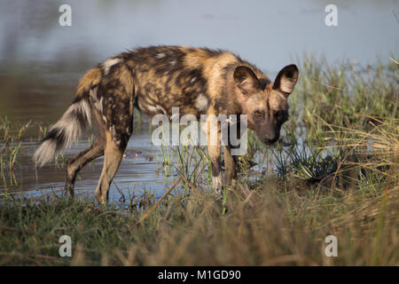 Single female african wild dog looks into the camera from the edge of a lake, ears up and attentive. Stock Photo