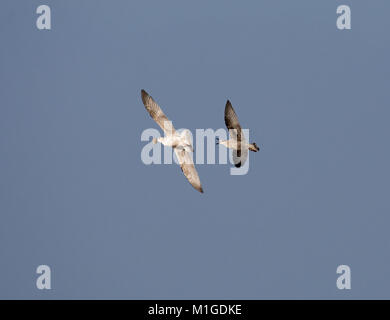 Herring Gull, Larus argentatus, adult with begging juvenile in flight, Morecambe Bay, Lancashire, UK Stock Photo