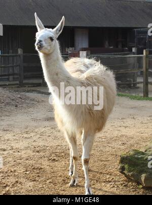 Portrait shot of a domesticated White Llama ( Lama glama) at London Zoo, Britain. Stock Photo