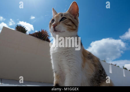cat in sun city in Oia Santorini Stock Photo