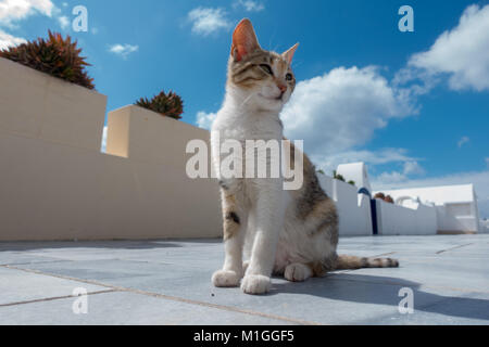 cat in sun city in Oia Santorini Stock Photo