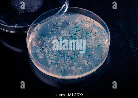 colonies  in petri dish for cloning of transgenic vector into plasmid DNA
