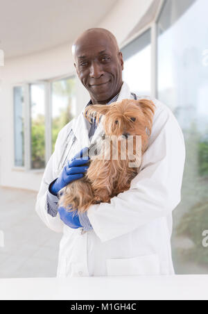 portrait of a happy veterinarian and Yorkshire terrier in luxery pet hospital background Stock Photo