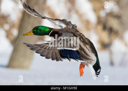 Mallard drake landing in canadian winter Stock Photo