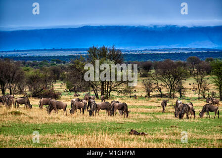 cloud formations at Great Rift Valley, landscape in Serengeti National Park with blue wilderbeests, UNESCO world heritage site, Tanzania, Africa Stock Photo