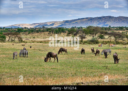 mixed anteloped in landscape of Serengeti National Park, UNESCO world heritage site, Tanzania, Africa Stock Photo