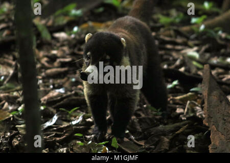 White nosed Coatimundi (Nasua narica) walking through the rainforest in the Corcovado National Park in Southern Costa Rica Stock Photo