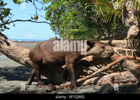 Wild Baird's Tapir (Tapirus bairdii) on a beach eating bark in the Corcovado National Park, on the Osa Peninsula in southern Costa Rica. Stock Photo