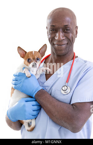 portrait of a happy veterinarian holding in his arms a very cute Chihuahua dog on white Stock Photo