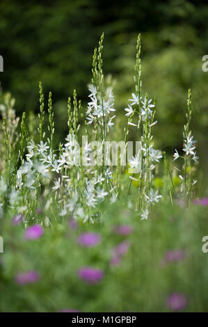 Anthericum liliago,Astlose Graslilie,St Bernard's lily Stock Photo