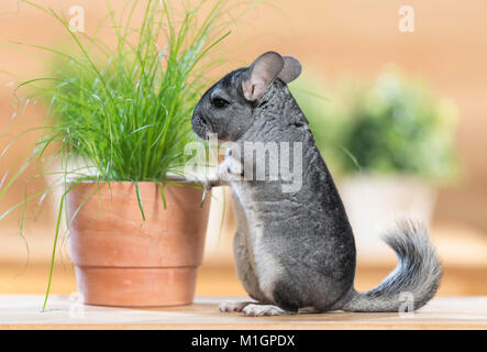 Chinchilla (Chinchilla chinchilla) eating Cat Grass growing a flower pot. Germany Stock Photo