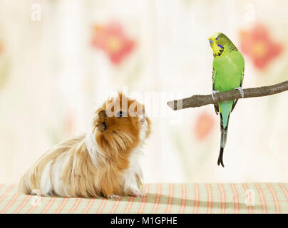 Sheltie Guinea Pig, Cavie looking at Budgerigar perched on twig. Germany Stock Photo