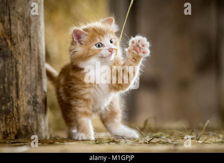 Kitten in the straw hi-res stock photography and images - Alamy