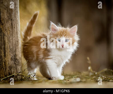 Norwegian Forest Cat. Kitten standing in a barn next to a wooden beam. Germany Stock Photo