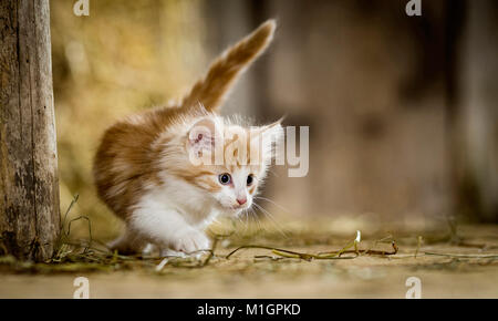 Norwegian Forest Cat. Kitten in a barn, walking next to a wooden beam. Germany Stock Photo