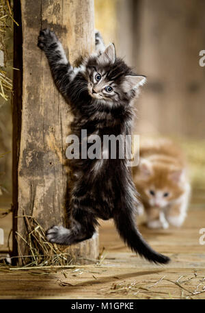 Norwegian Forest Cat. Kitten in a barn, climbing up a wooden beam. Germany