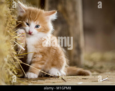 Norwegian Forest Cat. Kitten in a barn, playing with straw. Germany Stock Photo