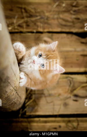 Norwegian Forest Cat. Kitten in a barn, climbing up a wooden beam, seen from above. Germany