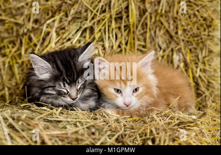Norwegian Forest Cat. Pair of tired kittens in a barn, lying on straw. Germany Stock Photo