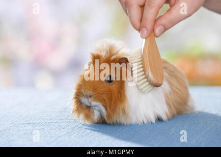 Guinea Pig, Cavie. Sheltie adult being brushed. Germany Stock Photo