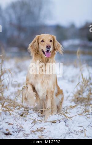 Hovawart. Adult dog sitting on a snowy pasture, with front paw raised. Germany ... Stock Photo