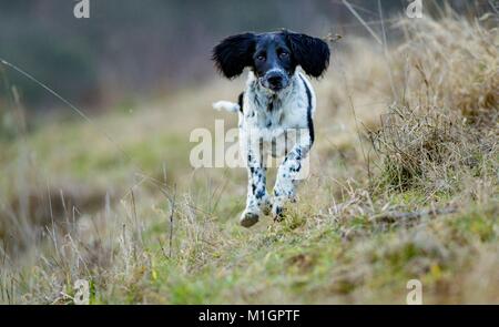 Large Munsterlander. Juvenile dog running on a meadow. Germany Stock Photo