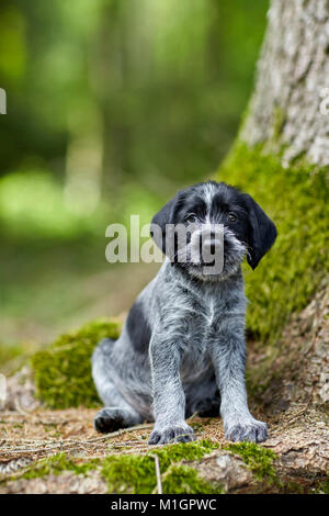 German Wirehaired Pointer. Puppy sitting at the base of a tree. Germany Stock Photo
