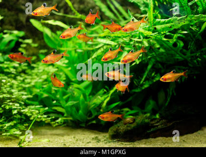 Serpae Tetra (Hyphessobrycon eques). Swarm in an aquarium Stock Photo