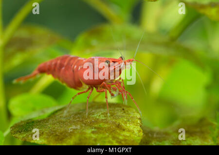 Cherry Shrimp (Neocaridina davidi var. red) in an aquarium, on aquatic plant Stock Photo
