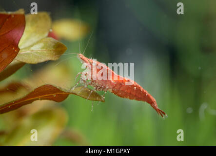 Cherry Shrimp (Neocaridina davidi var. red) in an aquarium, on aquatic plant.. Stock Photo