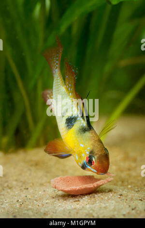 Ram Cichlid (Mikrogeophagus ramirezi) in an aquarium, nibbling on a tablet fish food Stock Photo