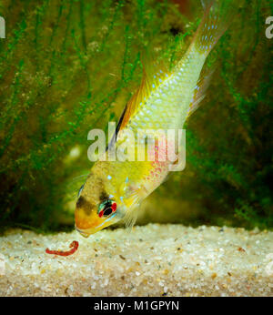 Ram Cichlid (Mikrogeophagus ramirezi) in an aquarium, eating a red bloodworm Stock Photo