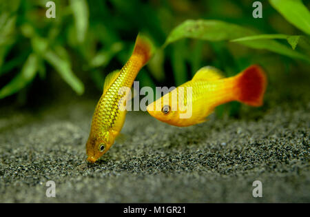 Common Platy (Xiphophorus maculatus). Displaying couple in an aquarium . Stock Photo