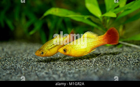 Common Platy (Xiphophorus maculatus). Displaying couple in an aquarium . Stock Photo