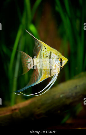 Freshwater Angelfish (Pterophyllum scalare) in an aquarium . Stock Photo