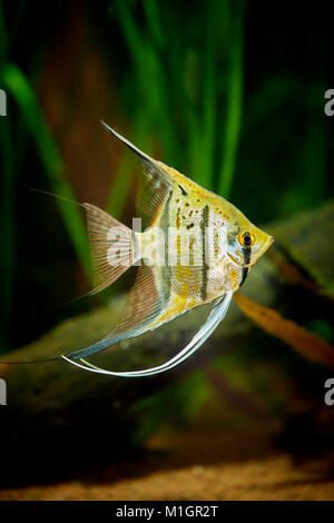 Freshwater Angelfish (Pterophyllum scalare) in an aquarium . Stock Photo