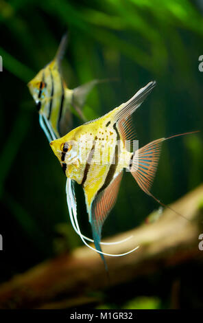 Freshwater Angelfish (Pterophyllum scalare). Two adults in an aquarium . Stock Photo