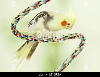 Cockatiel. Adult perched on multicolored rope. Germany. Stock Photo