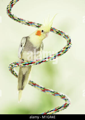 Cockatiel. Adult perched on multicolored rope. Germany. Stock Photo