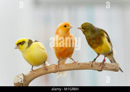 Domestic canary. Three birds of different colour perched on a twig. Germany Stock Photo